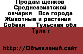 Продам щенков Среднеазиатской овчарки - Все города Животные и растения » Собаки   . Тульская обл.,Тула г.